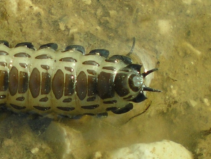 Larva di Carabus sp.